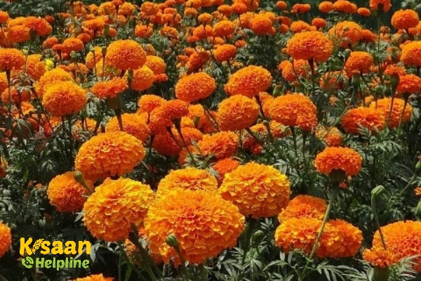 गेंदा के फूल की खेती को प्रभावित करने वाले प्रमुख मृदा जनित रोगों को कैसे प्रबंधित करेगें?